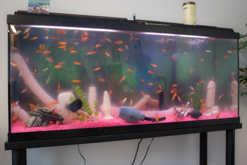 Aquarium with orange fish swimming around pink gravel and white dildos, vibrators, and sex toys.